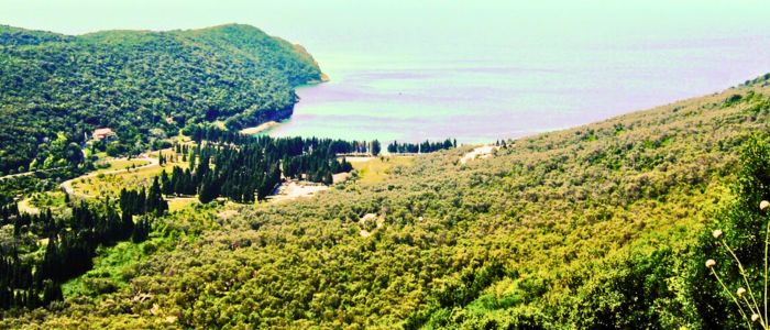 Valdanos Olive Grove