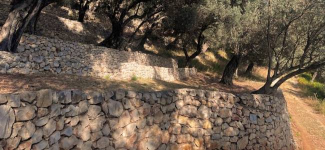 Valdanos Olive Grove