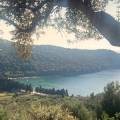 Valdanos Olive Grove