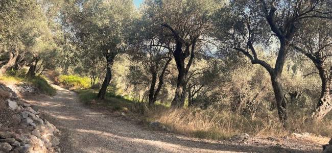 Valdanos Olive Grove