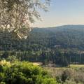 Valdanos Olive Grove