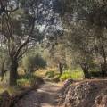 Valdanos Olive Grove