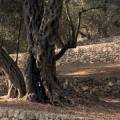 Valdanos Olive Grove