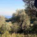 Valdanos Olive Grove
