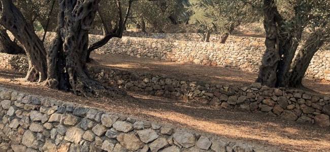 Valdanos Olive Grove