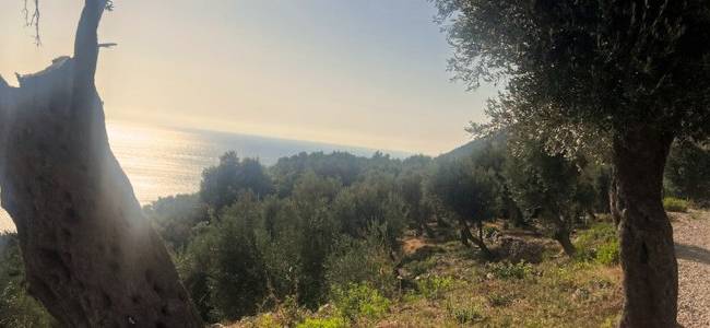 Valdanos Olive Grove
