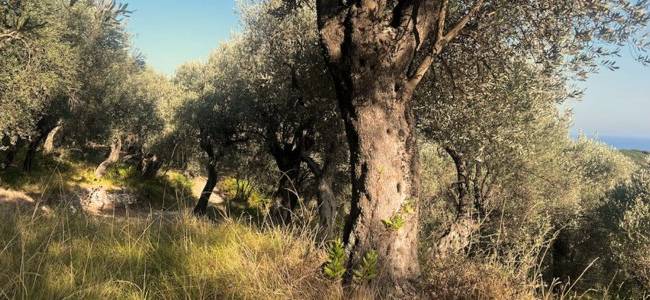 Valdanos Olive Grove