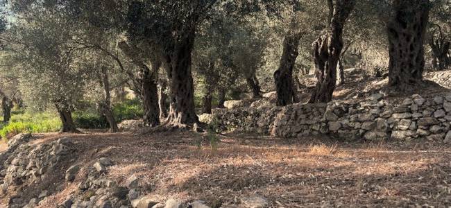 Valdanos Olive Grove