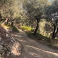 Valdanos Olive Grove