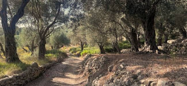 Valdanos Olive Grove