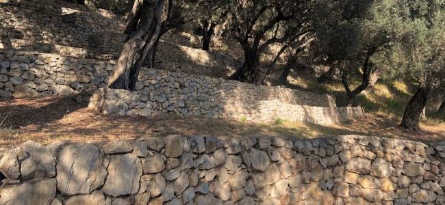 Valdanos Olive Grove