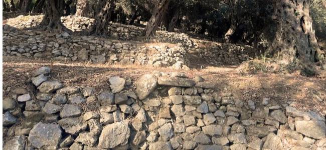 Valdanos Olive Grove