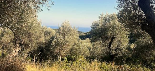 Valdanos Olive Grove