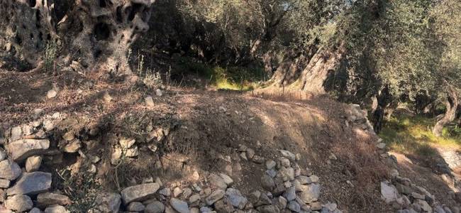 Valdanos Olive Grove