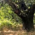 Lake Skadar Tour