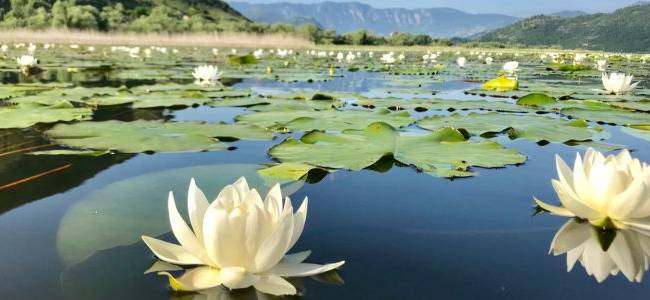 Lake Skadar Tour
