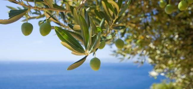 Valdanos Olive Sunset Experience