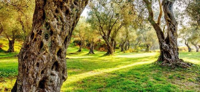 Valdanos Olive Sunset Experience
