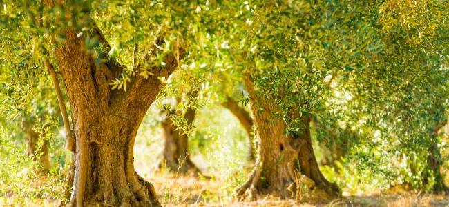 Valdanos Olive Sunset Experience