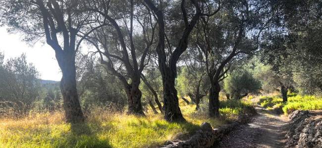 Valdanos Olive Sunset Experience