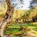 Valdanos Olive Sunset Experience