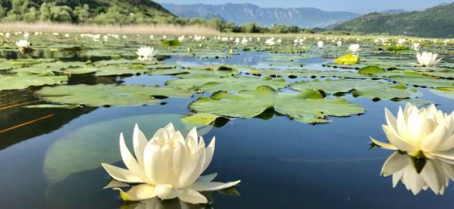 Lake Skadar and Stari Bar Guided Tour from Ulcinj