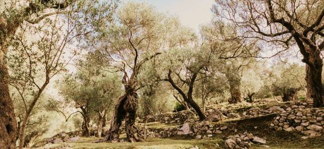 Valdanos Olive Grove Walk