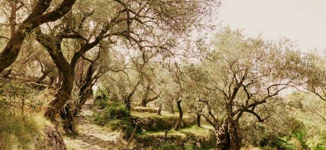 Valdanos Olive Grove Walk